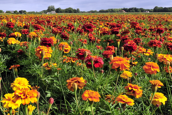 06. Bloemenwei met afrikaantjes_XL